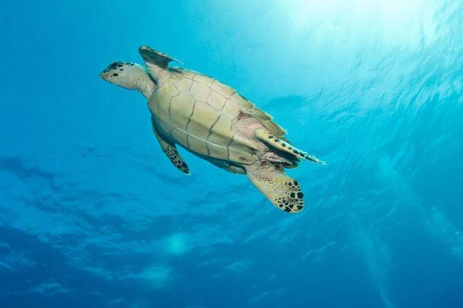 Grand Turk Supreme Snorkeling Tour
