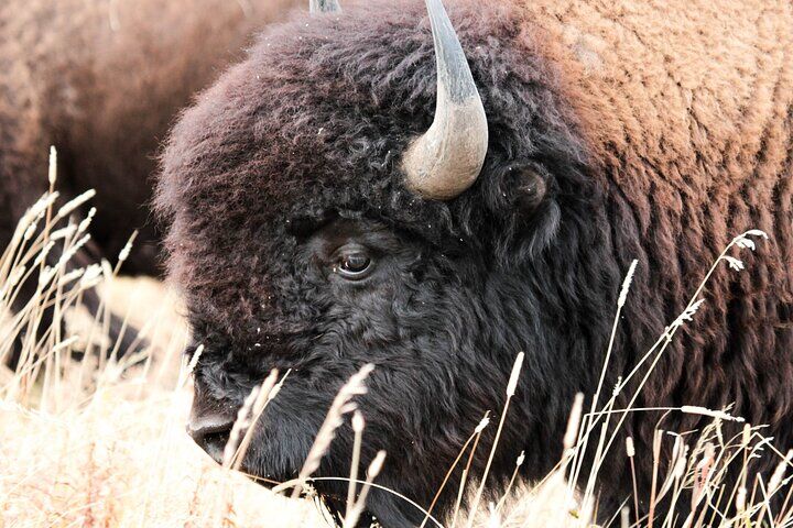 유타주 그레이트솔트호 최고의 투어 & 체험 20 Great Salt Lake Safari - Discover Antelope Island
