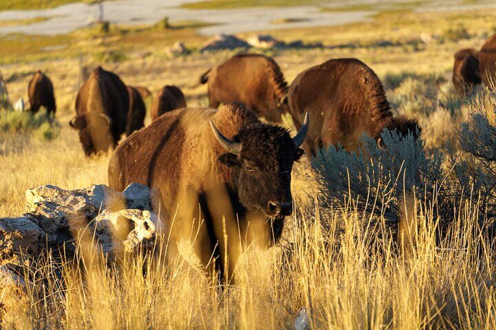 ソルトレイクシティのおすすめツアー&体験 14 Great Salt Lake Wildlife Experience