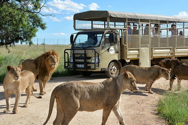 Best Tours & Experiences in Johannesburg 13 Half Day Lion Park tour from Johannesburg or Pretoria