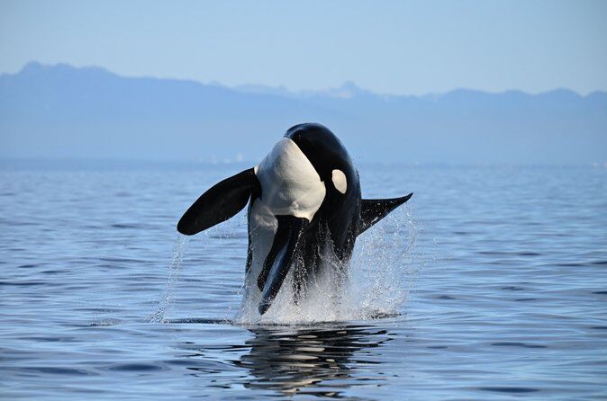 Half Day Whale Watching Adventure from Vancouver