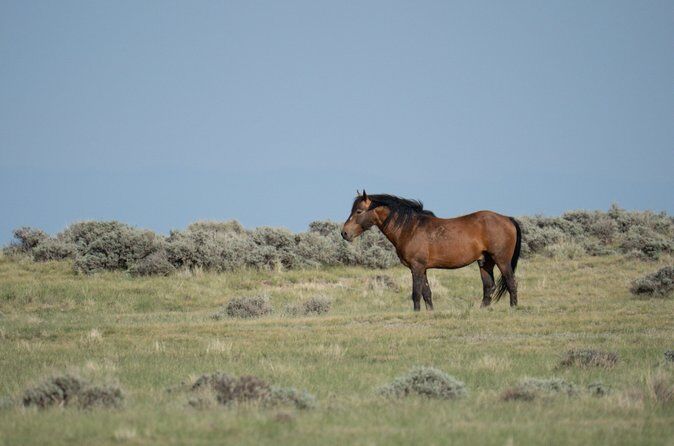 Half Day Wild Mustang Horse Tour from Cody Wyoming - Cody Yellowstone Wyoming