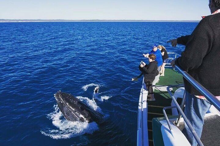 Best Tours & Experiences in Fraser Island 13 Hervey Bay: Best Value Half Day Whale Watching Cruise