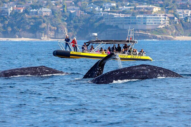 High Speed Zodiac Whale Watching Safari from Dana Point - Dana Point California