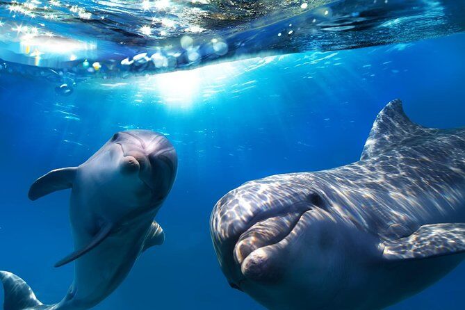 Hour Dolphin and Whale Watching in Gran Canaria