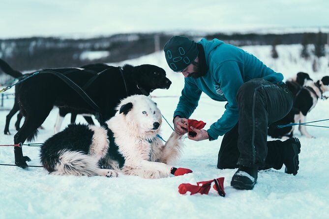Husky Dog Sledding Daytime Adventure