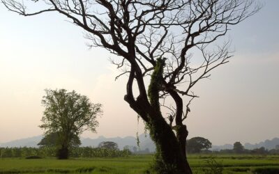 Kanchanaburi Travel Guide: Best Tours, Sights and How to Plan Your Trip