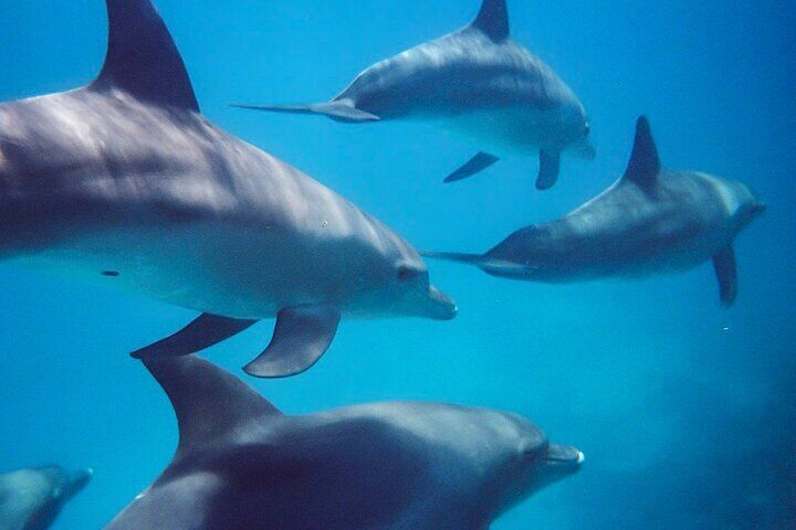 Best Tours & Experiences in Kangaroo Island 12 Kangaroo Island - Swim with Dolphins/Seals/Coastal Snorkel