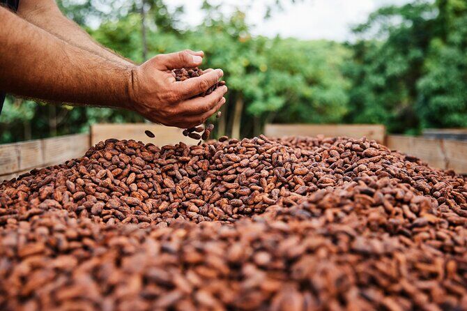 Best Tours & Experiences in Anahola Kauai 23 Kauai Chocolate Farm Tasting Tour - Anahola Kauai