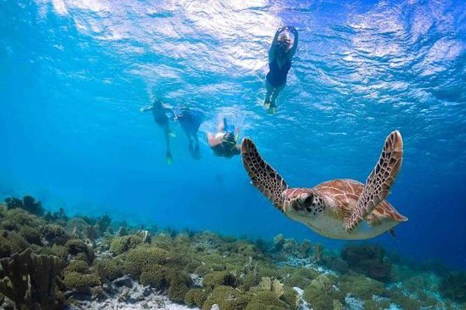 Best Tours & Experiences in Anahola Kauai 24 Kauais Ultimate Guided Shore Snorkeling Adventure - Anahola Kauai