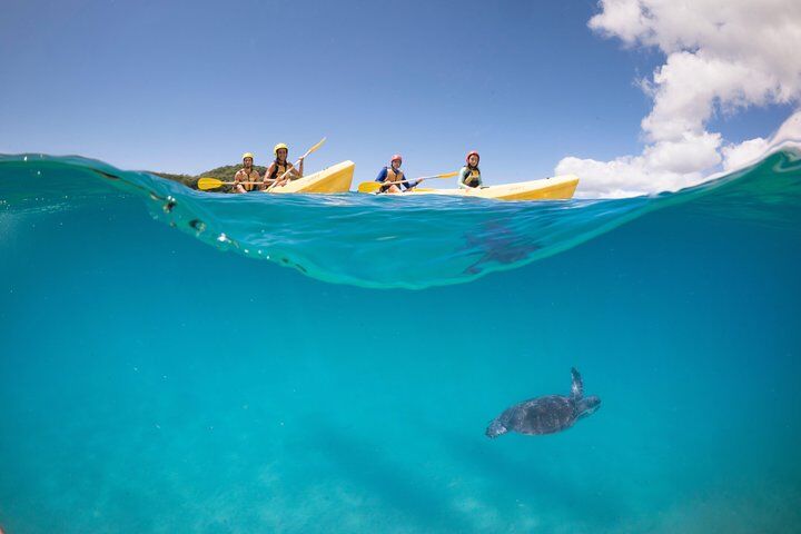 Best Tours & Experiences in Byron Bay 11 Kayaking with Dolphins in Byron Bay Guided Tour