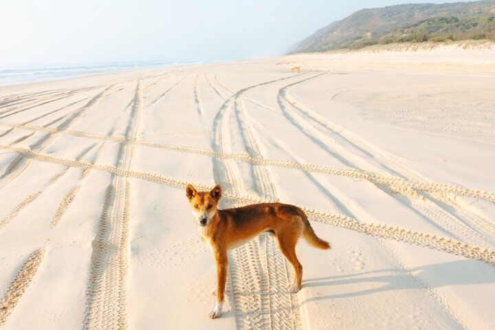 Best Tours & Experiences in Fraser Island 10 K'gari (Fraser Island) All Inclusive Day Tour
