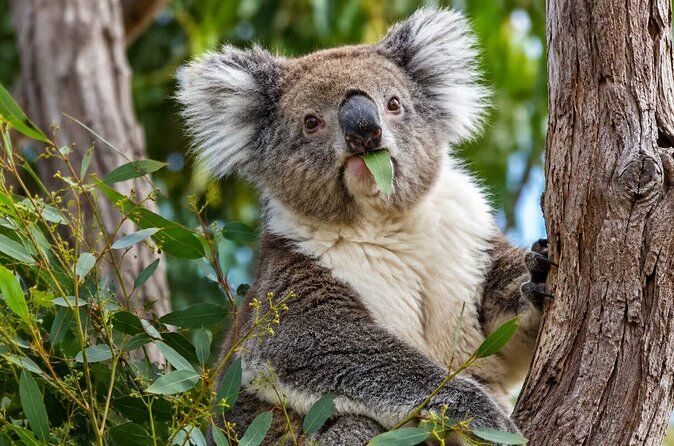 Koala Lancelin Wedge Island and Pinnacles Tour from Perth