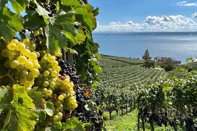 Lake Constance Wine Tour