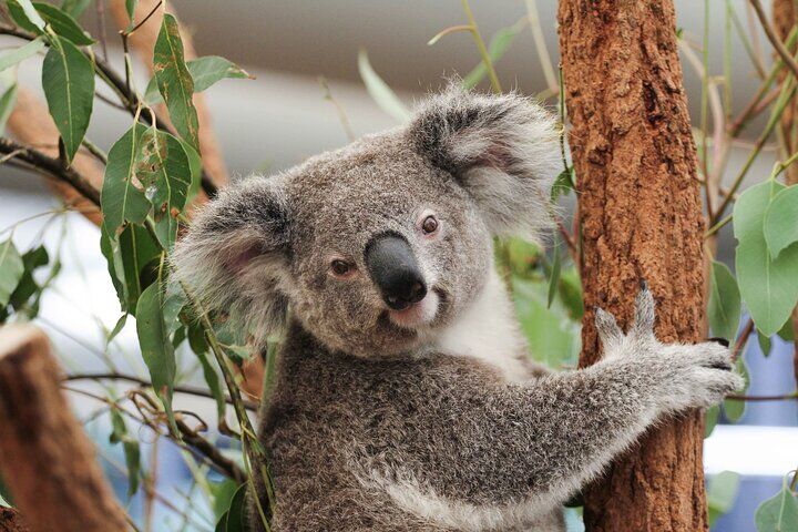 Best Tours & Experiences in Brisbane 15 Lone Pine Koala Sanctuary Day Pass