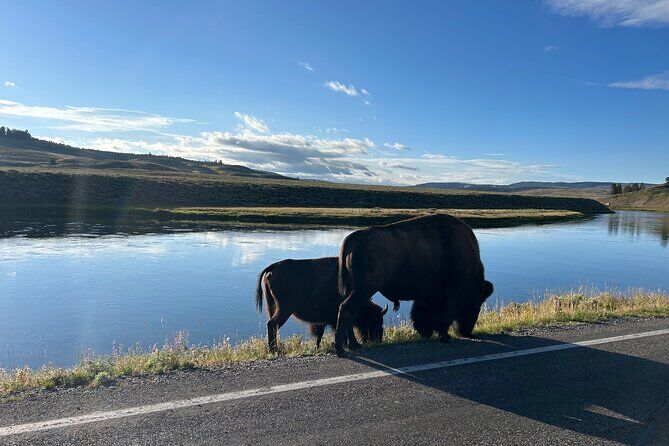 Lower Loop of Yellowstone Tours - Cody Yellowstone Wyoming