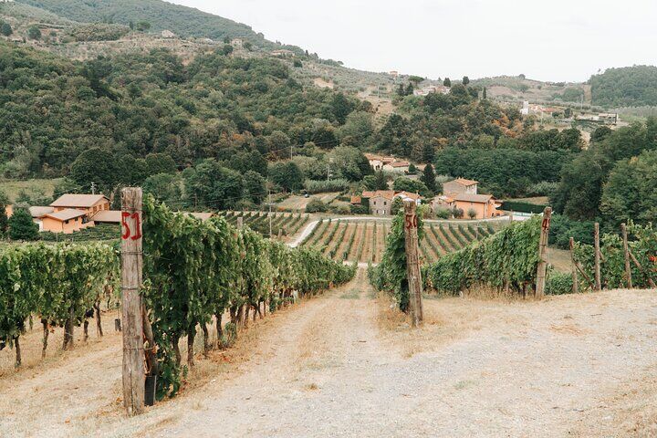 Best Things To Do in Lucca: City Walls & Piazza dell'Anfiteatro 14 Lucca: Wine Tasting Experience - Tenuta Adamo Winery