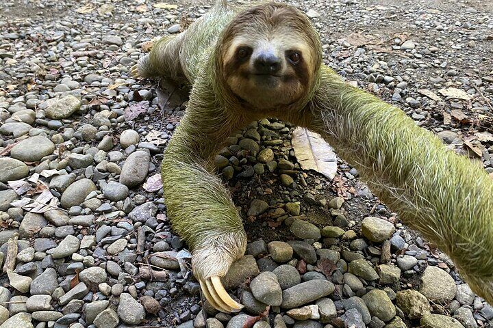 Best Tours & Experiences in Manuel Antonio 13 Manuel Antonio National Park: Guided Tour with TICKET INCLUDED