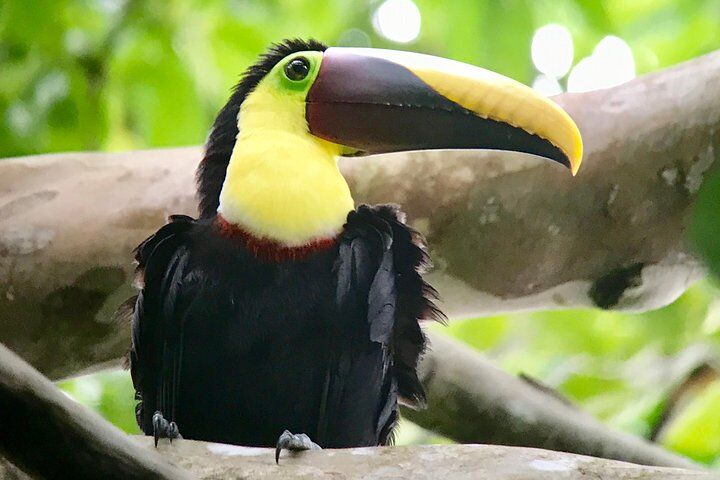 Best Tours & Experiences in Manuel Antonio 14 Manuel Antonio National Park Wildlife Tour