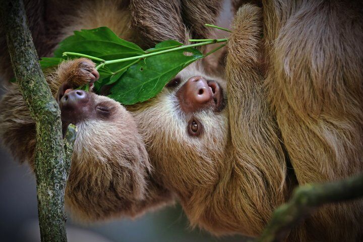 Best Tours & Experiences in Manuel Antonio 10 Manuel Antonio Park Nature Guided Tour with a Nature Specialist