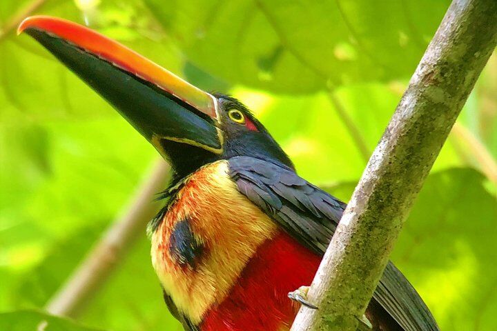 Best Tours & Experiences in Manuel Antonio 12 Manuel Antonio Park Tour and its Amazing Wildlife and Beaches