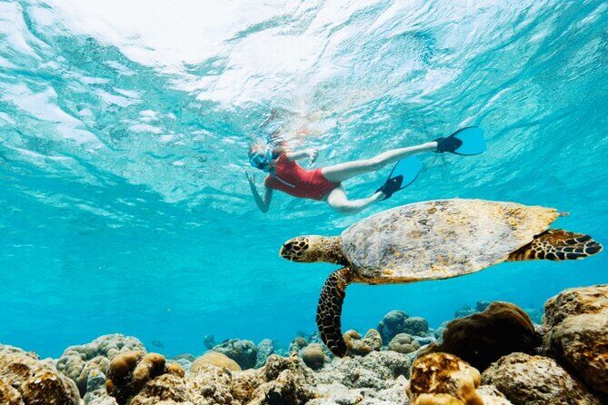 Mauritius Port Louis Local Food Tour and Swim with Turtles