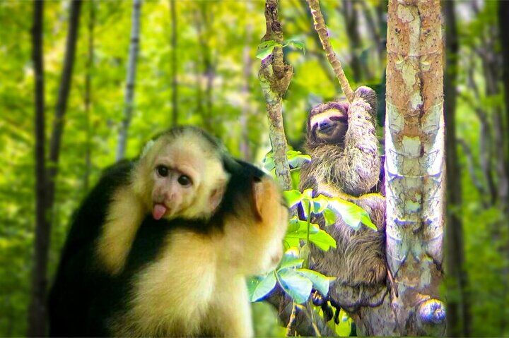 Best Tours & Experiences in Panama City 12 Monkey and Sloth Jungle Habitat Panama Tour