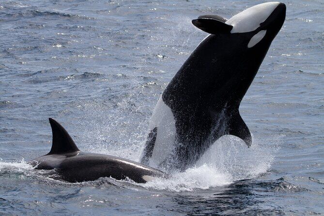 Monterey Whale Watching Tour - Monterey California