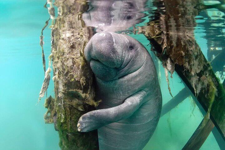 Most Popular 3hr Manatee Swim Tour + In-Water Guide!