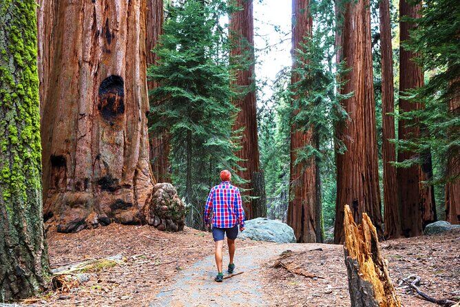 Muir Woods and Sausalito Half Day Tour - Sausalito California