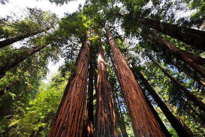 Muir Woods and Sausalito Tour Morning - Sausalito California