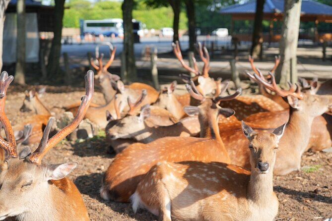 Nara Early Bird Tour with English Speaking Guide