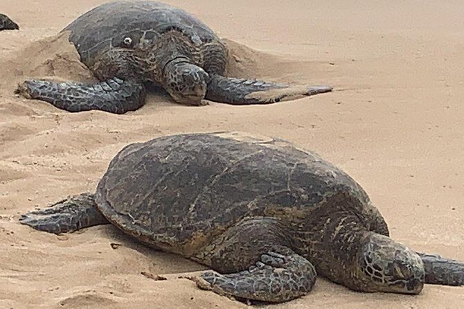 Best Tours & Experiences in Waimanalo Oahu 17 Oahu Island Tour Small Group Semi Private - Waimanalo Oahu