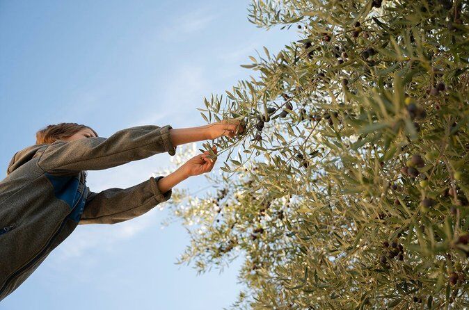 Die besten Touren und Erlebnisse am Olymp, Griechenland 31 Olive Oil Tasting and Grove Tour in Pieria Mount Olympus Area - Mount Olympus Greece