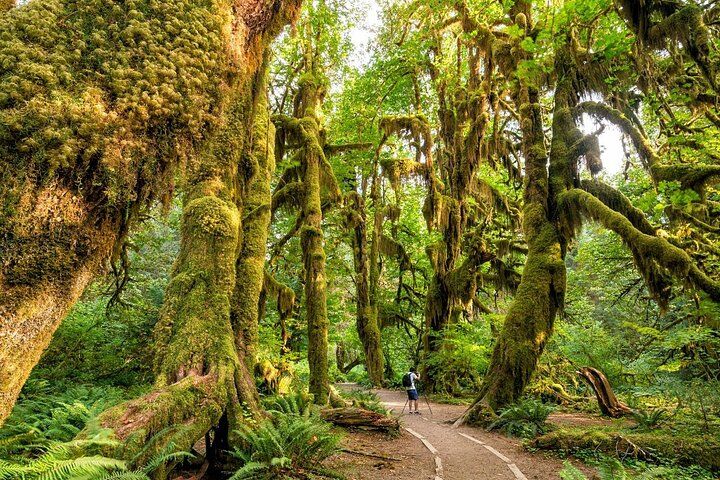 Die besten Touren und Erlebnisse in Port Angeles, Washington 14 Olympic National Park Self-Guided Driving Audio Tour