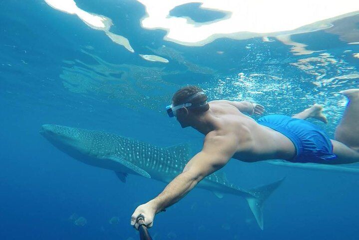 Best Tours & Experiences in Cebu 13 Oslob Whale Shark Watching