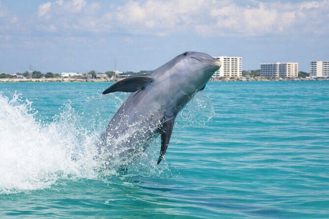 Panama City Beach Dolphin Cruise - Panama City Beach Florida