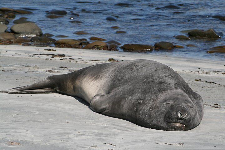 Penguins, Elephant Seals and Island Highlights at Falkland Is.