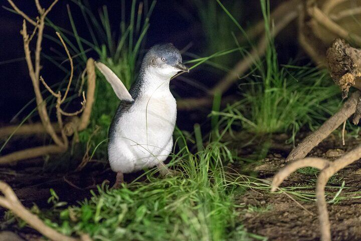 Phillip Island Penguin Parade and Koalas Tour from Melbourne