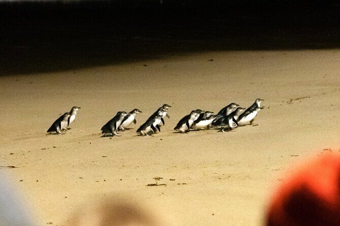 Phillip Island Penguin Parade Small Group Tour from Melbourne