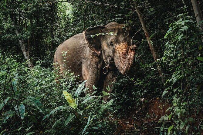 푸껫 최고의 투어 & 체험 18 Phuket Elephant Nature Reserve Half Day Program