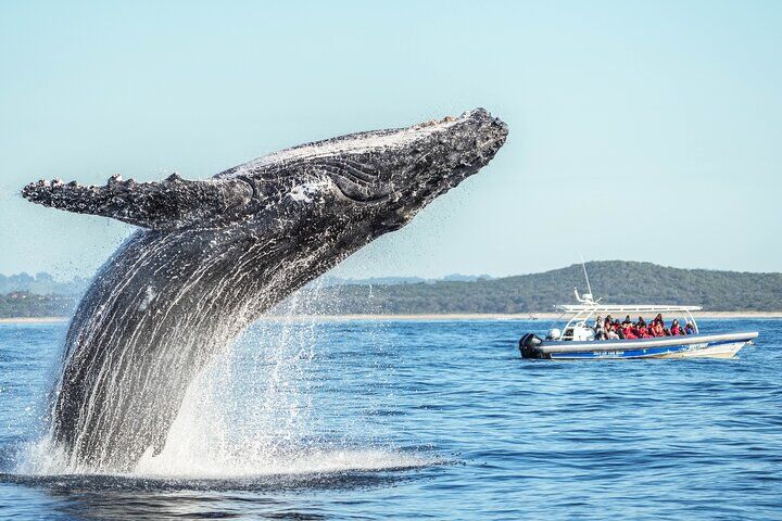 Best Tours & Experiences in Byron Bay 10 Premier Whale Watching Byron Bay