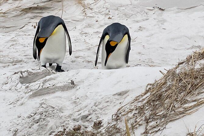 Premium Penguin Tour
