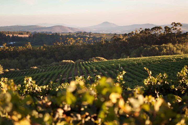 ステレンボッシュのおすすめツアー&体験 12 Private Full Day Stellenbosch Wine Tour with Pick Up and Drop Off