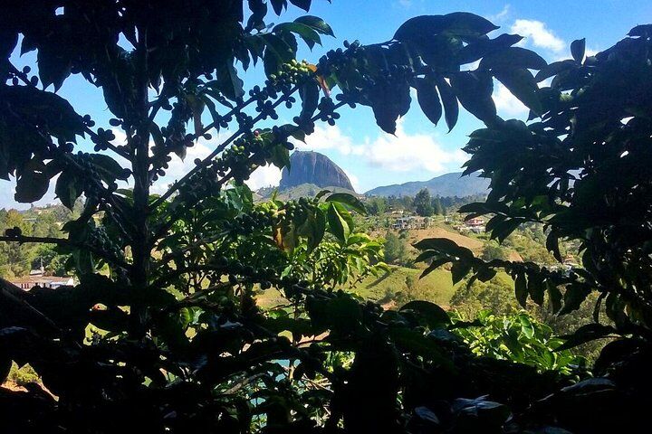 과타페 최고의 투어 & 체험 15 Private Guatape & Coffee Farm Tour: The Two Must do in One Day