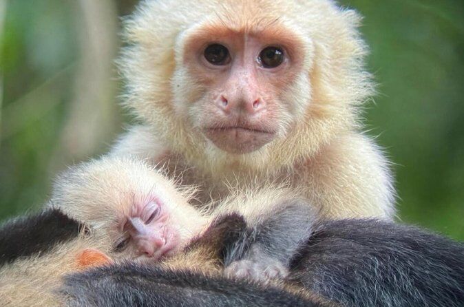 Best Tours & Experiences in Manuel Antonio 18 Private Tour in Manuel Antonio National Park