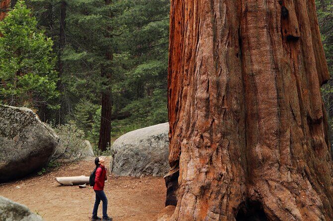 Redwoods California Coast and Sausalito Day Trip from San Francisco - Sausalito California
