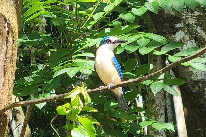 Samoa Full Day Bird Watching Tour with Local Guides