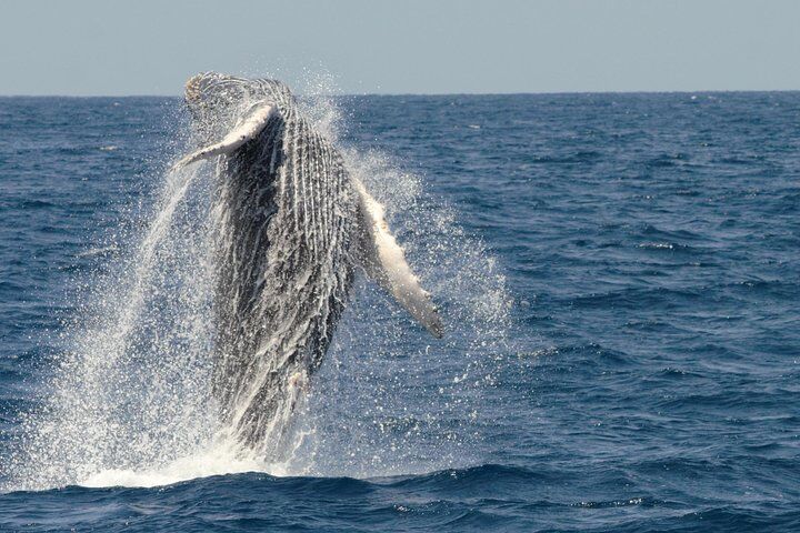 サンディエゴ(カリフォルニア州)のおすすめツアー&体験 13 San Diego Whale Watching Cruise