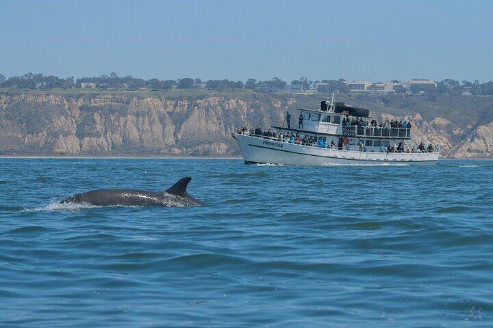 サンディエゴ(カリフォルニア州)のおすすめツアー&体験 15 San Diego Whale Watching & Dolphin Cruise